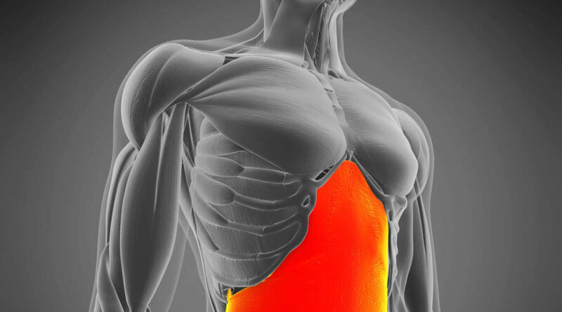 3D-Specification of M. transversus abdominis