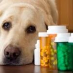 Pet Medicines Market || 2024-2031