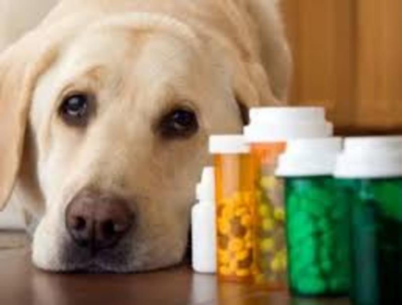 Pet Medicines Market || 2024-2031